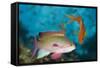 Lyretail Anthias (Pseudanthias Squamipinnis)-Reinhard Dirscherl-Framed Stretched Canvas