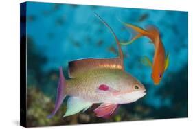 Lyretail Anthias (Pseudanthias Squamipinnis)-Reinhard Dirscherl-Stretched Canvas