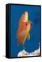 Lyretail Anthias (Pseudanthias Squamipinnis)-Reinhard Dirscherl-Framed Stretched Canvas