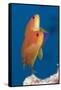 Lyretail Anthias (Pseudanthias Squamipinnis)-Reinhard Dirscherl-Framed Stretched Canvas