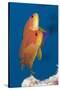 Lyretail Anthias (Pseudanthias Squamipinnis)-Reinhard Dirscherl-Stretched Canvas