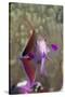 Lyretail Anthias (Pseudanthias Squamipinnis)-Reinhard Dirscherl-Stretched Canvas