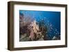 Lyretail Anthias (Pseudanthias Squamipinnis)-Reinhard Dirscherl-Framed Photographic Print