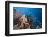 Lyretail Anthias (Pseudanthias Squamipinnis)-Reinhard Dirscherl-Framed Photographic Print