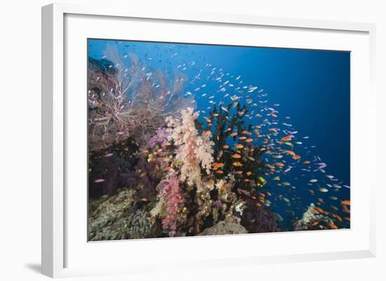 Lyretail Anthias (Pseudanthias Squamipinnis)-Reinhard Dirscherl-Framed Photographic Print