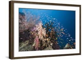 Lyretail Anthias (Pseudanthias Squamipinnis)-Reinhard Dirscherl-Framed Photographic Print