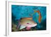 Lyretail Anthias (Pseudanthias Squamipinnis)-Reinhard Dirscherl-Framed Photographic Print