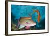 Lyretail Anthias (Pseudanthias Squamipinnis)-Reinhard Dirscherl-Framed Photographic Print