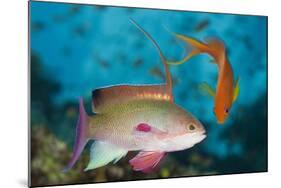 Lyretail Anthias (Pseudanthias Squamipinnis)-Reinhard Dirscherl-Mounted Photographic Print