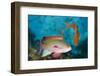 Lyretail Anthias (Pseudanthias Squamipinnis)-Reinhard Dirscherl-Framed Photographic Print