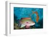 Lyretail Anthias (Pseudanthias Squamipinnis)-Reinhard Dirscherl-Framed Photographic Print