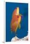 Lyretail Anthias (Pseudanthias Squamipinnis)-Reinhard Dirscherl-Framed Photographic Print