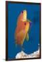 Lyretail Anthias (Pseudanthias Squamipinnis)-Reinhard Dirscherl-Framed Photographic Print