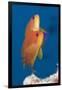 Lyretail Anthias (Pseudanthias Squamipinnis)-Reinhard Dirscherl-Framed Photographic Print