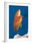 Lyretail Anthias (Pseudanthias Squamipinnis)-Reinhard Dirscherl-Framed Photographic Print