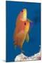 Lyretail Anthias (Pseudanthias Squamipinnis)-Reinhard Dirscherl-Mounted Photographic Print