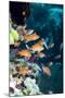 Lyretail Anthias-Georgette Douwma-Mounted Premium Photographic Print