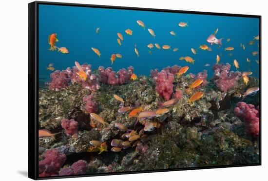 Lyretail Anthias-Reinhard Dirscherl-Framed Stretched Canvas