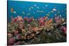 Lyretail Anthias-Reinhard Dirscherl-Stretched Canvas