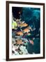 Lyretail Anthias-Georgette Douwma-Framed Photographic Print