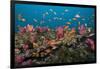 Lyretail Anthias-Reinhard Dirscherl-Framed Photographic Print