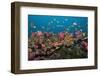 Lyretail Anthias-Reinhard Dirscherl-Framed Photographic Print