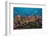 Lyretail Anthias-Reinhard Dirscherl-Framed Photographic Print