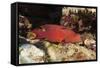 Lyretail Grouper (Variola Louti)-Reinhard Dirscherl-Framed Stretched Canvas