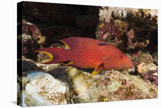 Lyretail Grouper (Variola Louti)-Reinhard Dirscherl-Stretched Canvas