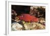 Lyretail Grouper (Variola Louti)-Reinhard Dirscherl-Framed Photographic Print