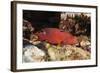 Lyretail Grouper (Variola Louti)-Reinhard Dirscherl-Framed Photographic Print