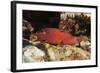 Lyretail Grouper (Variola Louti)-Reinhard Dirscherl-Framed Photographic Print