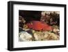 Lyretail Grouper (Variola Louti)-Reinhard Dirscherl-Framed Photographic Print