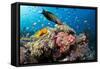 Lyretail Wrasse with Tomato Anemonefish-null-Framed Stretched Canvas