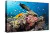 Lyretail Wrasse with Tomato Anemonefish-null-Stretched Canvas