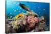 Lyretail Wrasse with Tomato Anemonefish-null-Stretched Canvas