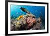 Lyretail Wrasse with Tomato Anemonefish-null-Framed Photographic Print