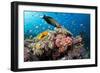 Lyretail Wrasse with Tomato Anemonefish-null-Framed Photographic Print