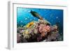 Lyretail Wrasse with Tomato Anemonefish-null-Framed Photographic Print