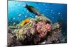 Lyretail Wrasse with Tomato Anemonefish-null-Mounted Photographic Print