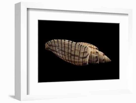 Lyria Kurodai-Paul Starosta-Framed Photographic Print