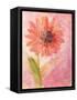 Lyrical Flower 1-Robbin Rawlings-Framed Stretched Canvas