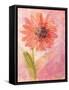 Lyrical Flower 1-Robbin Rawlings-Framed Stretched Canvas