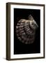 Lyropecten Nodosus-Paul Starosta-Framed Photographic Print