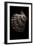 Lyropecten Nodosus-Paul Starosta-Framed Photographic Print