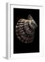 Lyropecten Nodosus-Paul Starosta-Framed Photographic Print