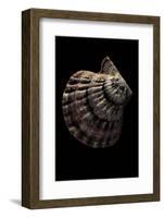 Lyropecten Nodosus-Paul Starosta-Framed Photographic Print