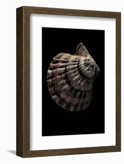 Lyropecten Nodosus-Paul Starosta-Framed Photographic Print