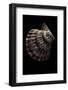 Lyropecten Nodosus-Paul Starosta-Framed Photographic Print