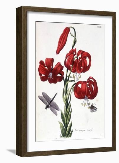 Lys (Lis) Purple Curbé - in “” Histoire Générale Des Insects De Surinam Et De Toute L'europe”” by M-Maria Sibylla Graff Merian-Framed Giclee Print